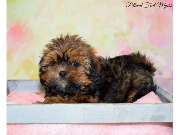 Lhasa Apso DOG Female Gold 20259 Petland Fort Myers, Florida