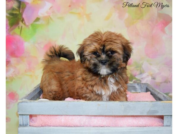 Lhasa Apso DOG Female Gold 20258 Petland Fort Myers, Florida