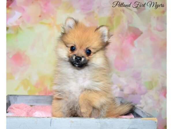 Pomeranian DOG Male Sable 20257 Petland Fort Myers, Florida