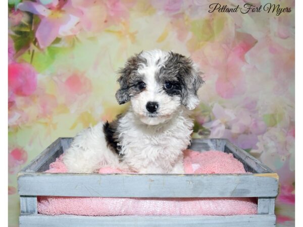 Poodle/Bichon DOG Male Blue Merle 20254 Petland Fort Myers, Florida