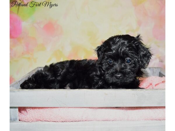 Morkie Poo DOG Male Black 20253 Petland Fort Myers, Florida