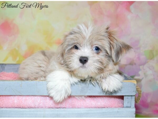 Shih Tzu/Chihuahua DOG Female Marble 20252 Petland Fort Myers, Florida