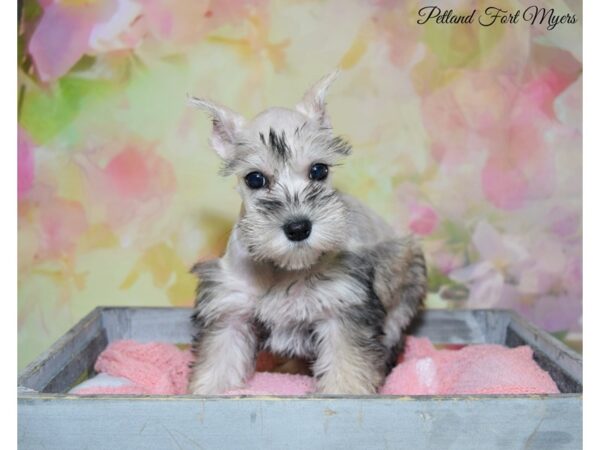 Miniature Schnauzer DOG Female Salt & Pepper 20246 Petland Fort Myers, Florida