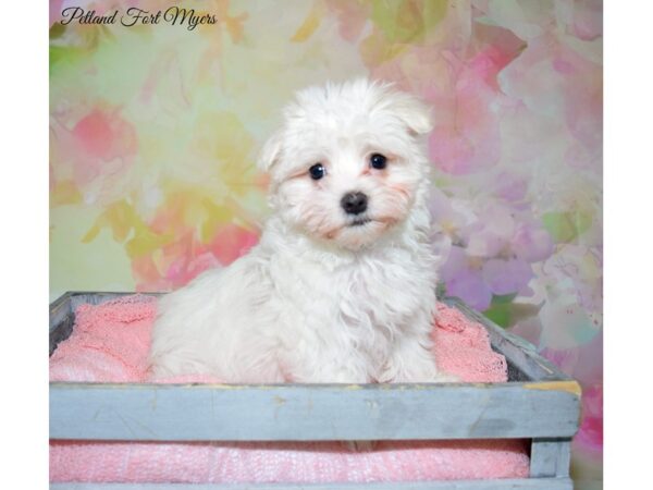 Maltese DOG Female White W/Blk Points 20280 Petland Fort Myers, Florida