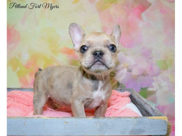 French Bulldog DOG Female Merle 20279 Petland Fort Myers, Florida