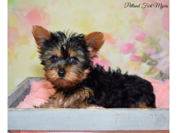 Yorkshire Terrier DOG Male Black & Tan 20275 Petland Fort Myers, Florida