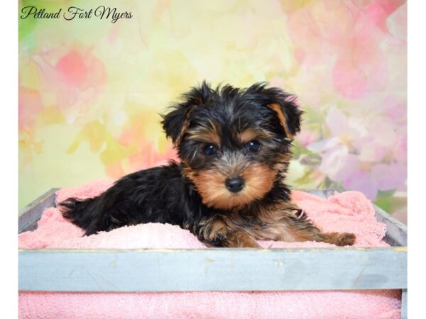 Yorkshire Terrier DOG Male Black & Tan 20276 Petland Fort Myers, Florida