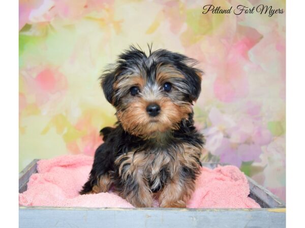 Yorkshire Terrier DOG Female Black & Tan 20274 Petland Fort Myers, Florida