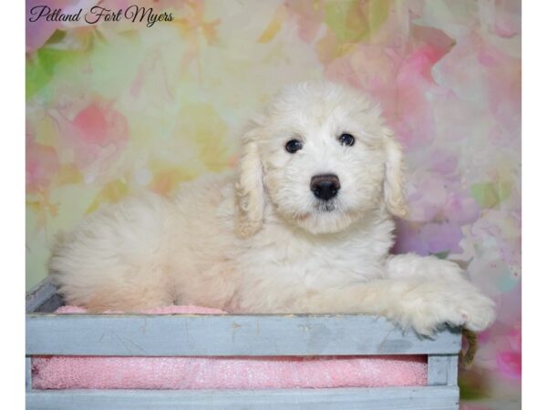 Miniature Goldendoodle DOG Male Cream 20272 Petland Fort Myers, Florida