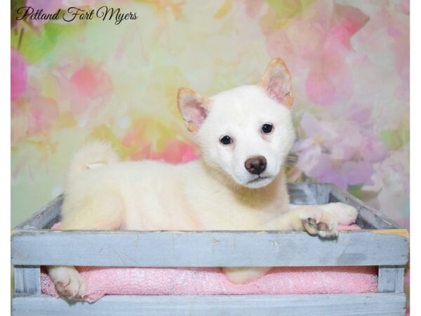 Shiba Inu DOG Female Cream 20266 Petland Fort Myers, Florida