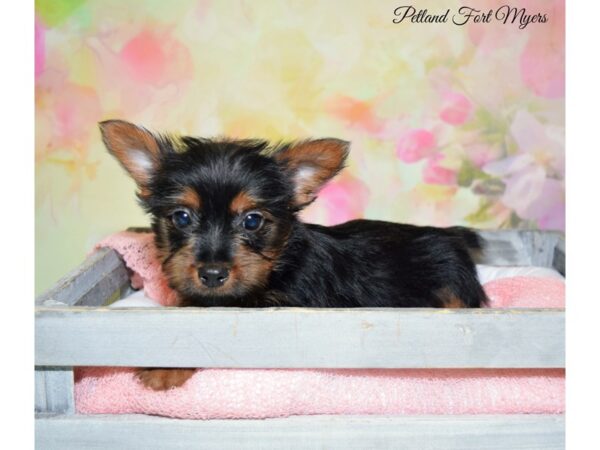 Silky Terrier DOG Male Black & Tan 20265 Petland Fort Myers, Florida