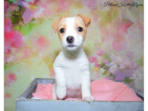 Jack Russell Terrier DOG Male White & Lemon 20295 Petland Fort Myers, Florida