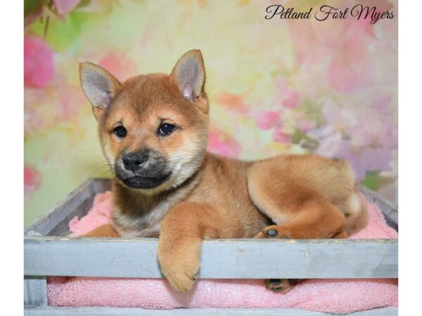 Shiba Inu DOG Male Red 20293 Petland Fort Myers, Florida