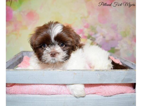 Shih Tzu DOG Male Chocolate & White 20291 Petland Fort Myers, Florida