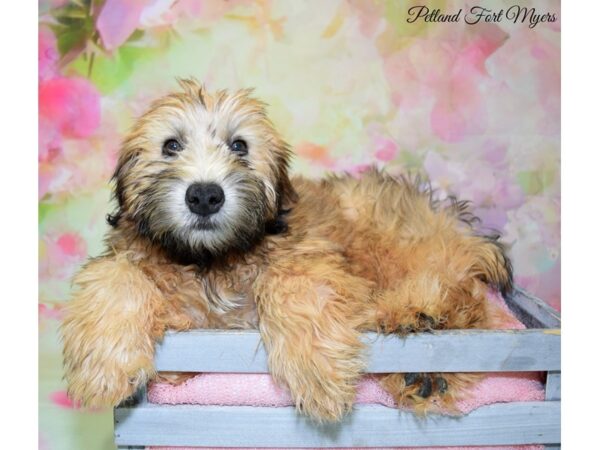 Soft Coated Wheaten Terrier DOG Male Wheaten 20290 Petland Fort Myers, Florida