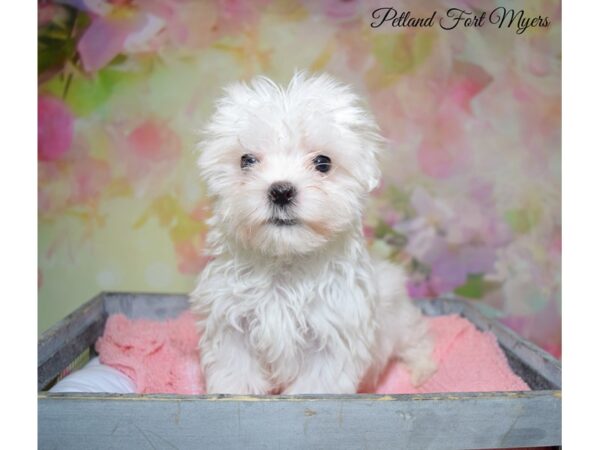 Maltese DOG Male White 20288 Petland Fort Myers, Florida