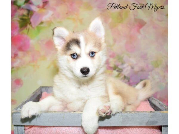 Pomeranian/Siberian Husky DOG Female Merle 20281 Petland Fort Myers, Florida