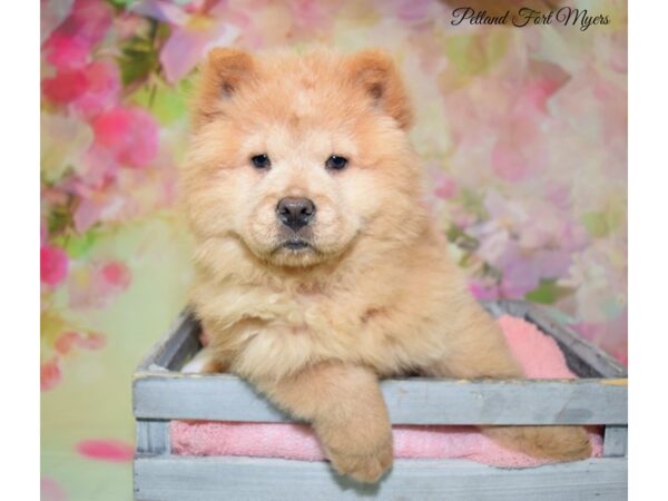 Chow Chow DOG Female Light Red 20251 Petland Fort Myers, Florida