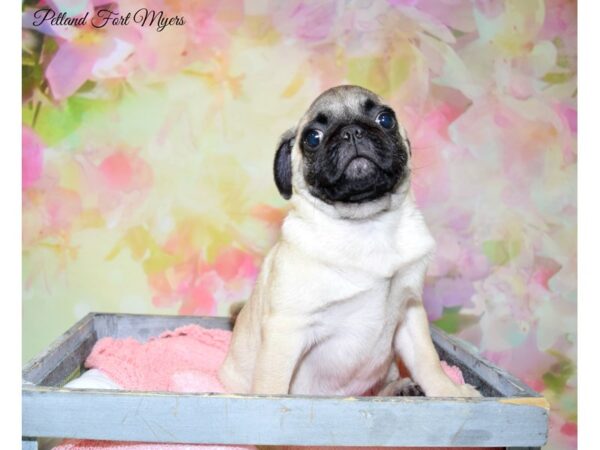 Pug DOG Male Fawn 20233 Petland Fort Myers, Florida