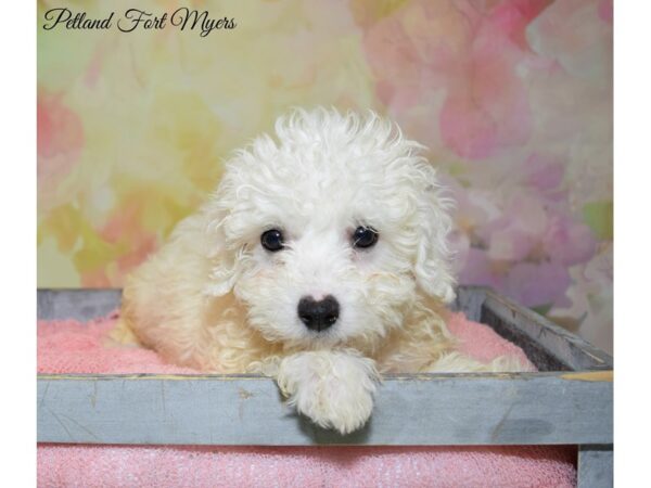 Bichon Frise-DOG-Male-White-20329-Petland Fort Myers, Florida