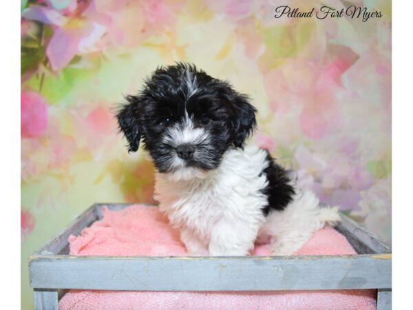 Havanese DOG Male Chocolate White 20325 Petland Fort Myers, Florida