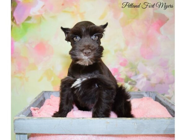 Miniature Schnauzer DOG Male Liver 20323 Petland Fort Myers, Florida