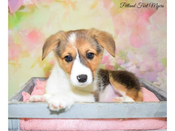 Pembroke Welsh Corgi-DOG-Female-Tri-20320-Petland Fort Myers, Florida