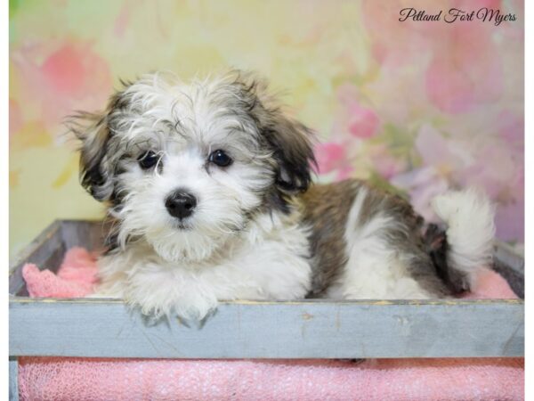 Coton De Tulear DOG Female Grizzle 20316 Petland Fort Myers, Florida