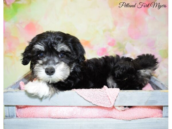 Coton De Tulear DOG Female Black & White 20315 Petland Fort Myers, Florida