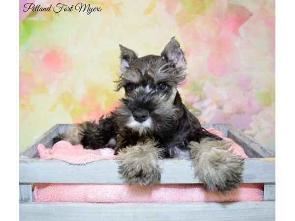 Miniature Schnauzer DOG Male Salt & Pepper 20311 Petland Fort Myers, Florida