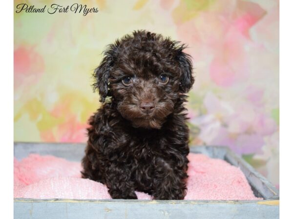 Poodle DOG Female Chocolate 20335 Petland Fort Myers, Florida