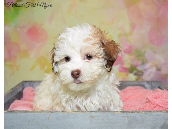 Havanese DOG Female Liver & White 20354 Petland Fort Myers, Florida