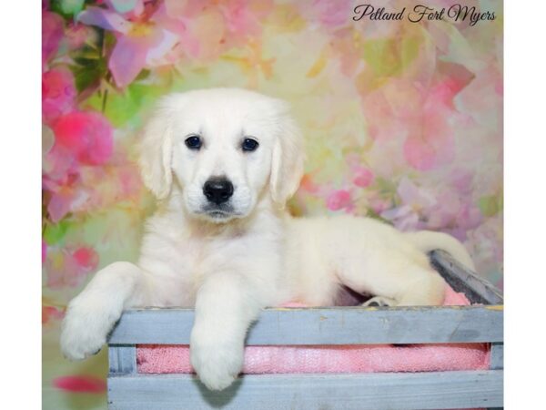 Golden Retriever DOG Female 3/4 English Creme 20350 Petland Fort Myers, Florida