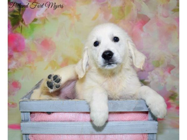 Golden Retriever DOG Male 3/4 English Creme 20349 Petland Fort Myers, Florida