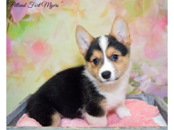 Pembroke Welsh Corgi DOG Female Black White & Tan 20348 Petland Fort Myers, Florida