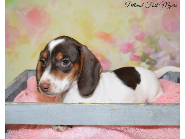 Dachshund DOG Female Chocolate & Tan, Piebald 20347 Petland Fort Myers, Florida