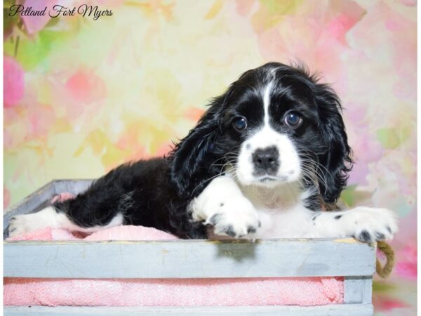 Cavalier King Charles Spaniel/Cocker Spaniel DOG Male Black & White, Parti 20345 Petland Fort Myers, Florida