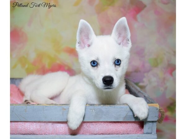 Alaskan Klee Kai DOG Female White 20342 Petland Fort Myers, Florida