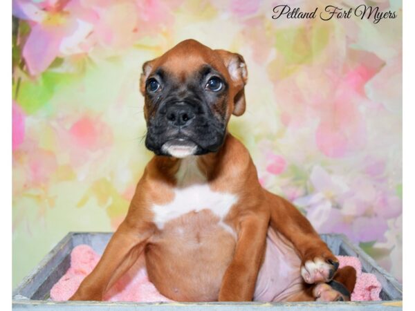 Boxer DOG Male Fawn 20337 Petland Fort Myers, Florida