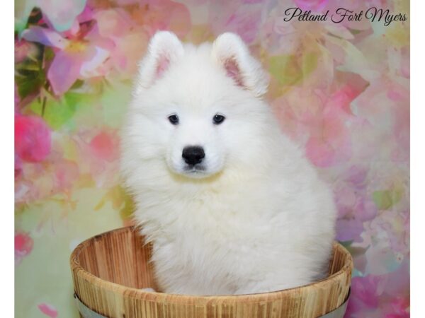 Samoyed DOG Female White 20314 Petland Fort Myers, Florida