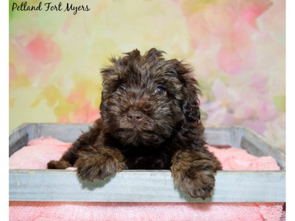 Poodle/Miniature Schnauzer DOG Male Chocolate & Tan 20372 Petland Fort Myers, Florida