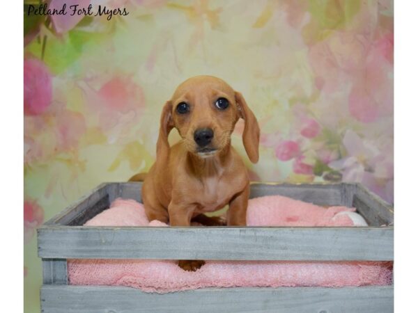 Dachshund DOG Female Red 20369 Petland Fort Myers, Florida