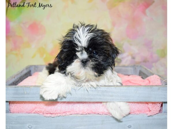 Shih Tzu DOG Female Brindle & White 20367 Petland Fort Myers, Florida