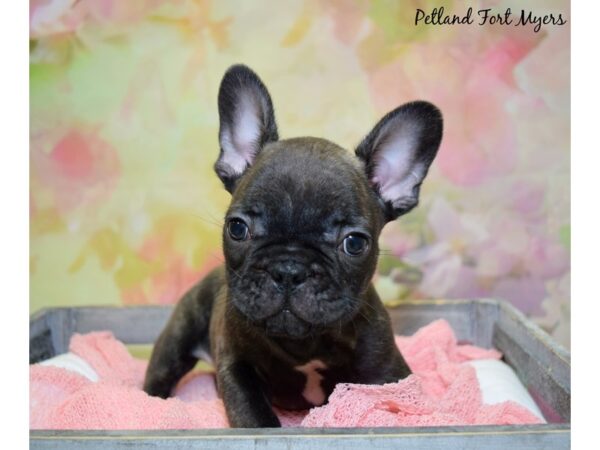 French Bulldog DOG Male Brindle 20366 Petland Fort Myers, Florida