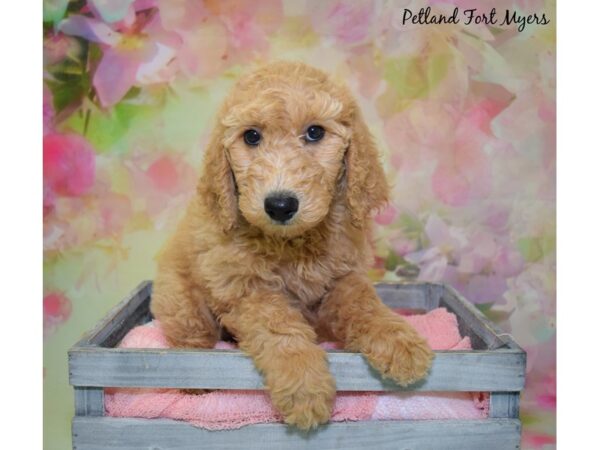 Golden Doodle DOG Female Red 20365 Petland Fort Myers, Florida