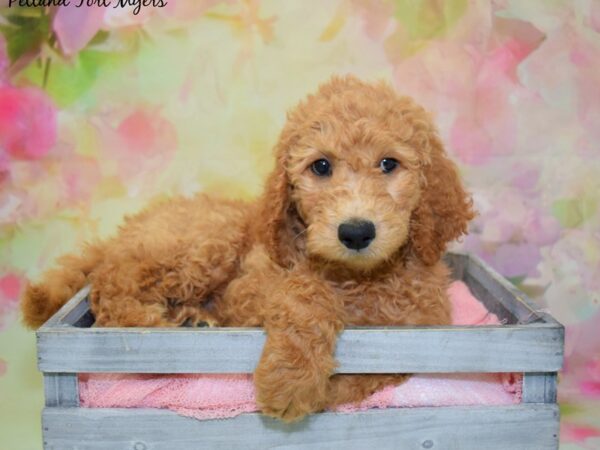 Golden Doodle DOG Male Red 20364 Petland Fort Myers, Florida