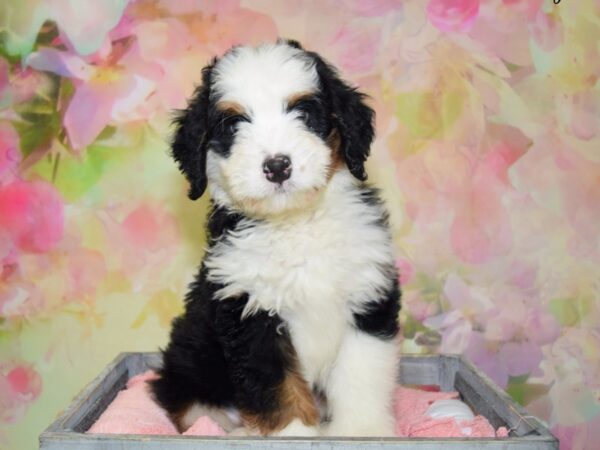 Miniature Bernadoodle DOG Male Tricolor 20362 Petland Fort Myers, Florida