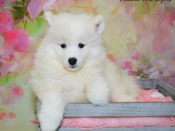 Samoyed DOG Female White 20361 Petland Fort Myers, Florida