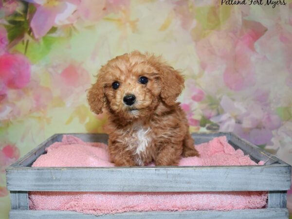 Miniature Poodle/Bichon Frise DOG Male Apricot 20357 Petland Fort Myers, Florida