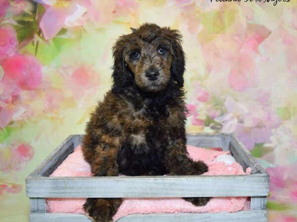 Standard Poodle DOG Female Chocolate Merle 20356 Petland Fort Myers, Florida